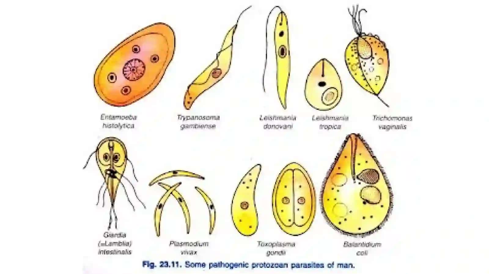 Bir hujayralilar, ya’ni sodda hayvonlar(Protozoa) kenjadunyosi 3