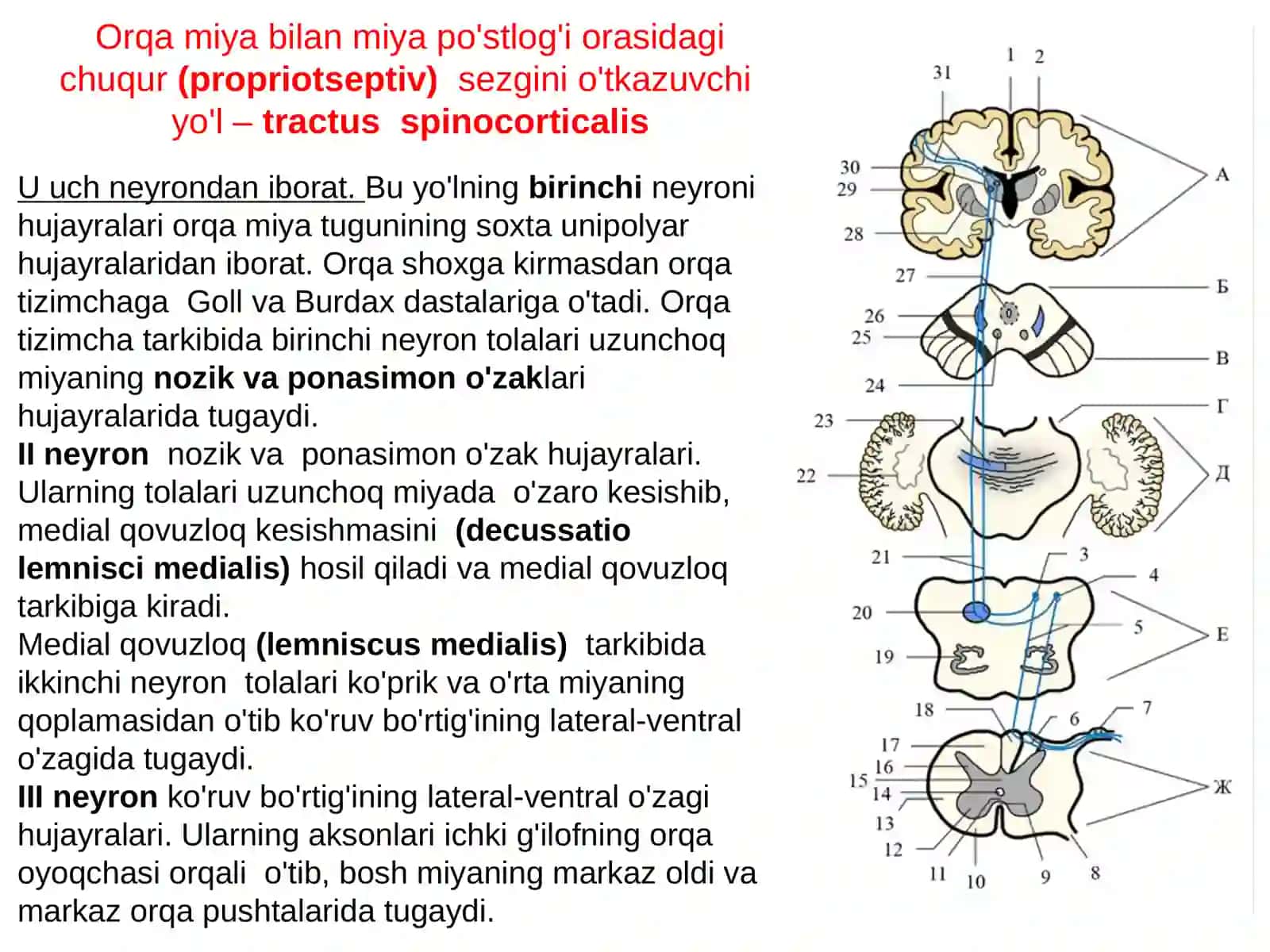 Bosh va orqa miyaning o'tkazuv yo'llari 3