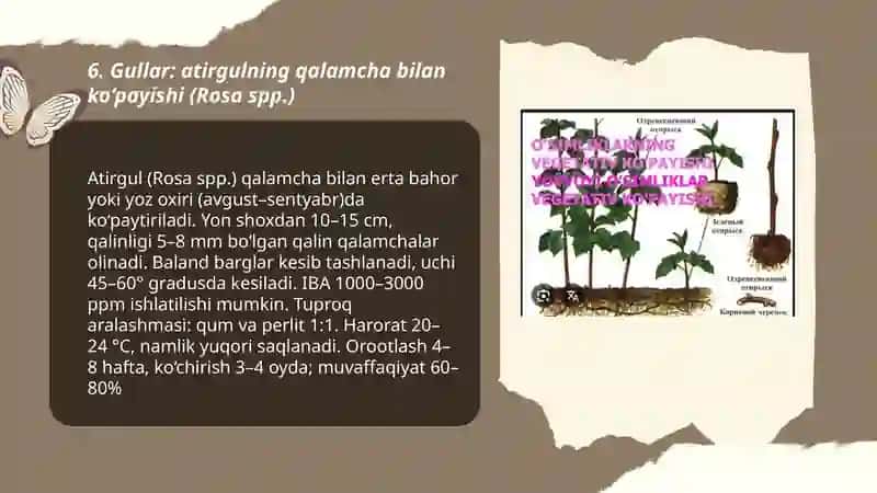 Madaniy osimliklarniniʼg qalamchalari va yovvoyi oʻsimliklarning ildiz bachki va ildiz poyalar yordamida kopayuvchi oʻsimliklar royhati 3