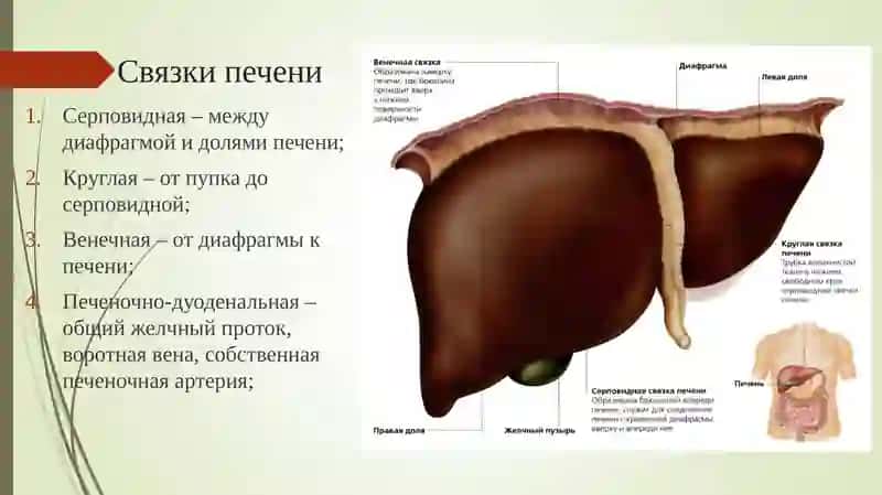 Резекции печени 3