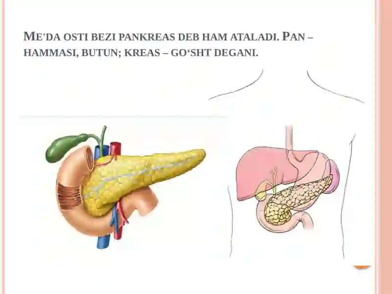 JIGARNING HAZM JARAYONIDAGI RO’LI.O’T- SAFRO AJRALISHI VA O’TNING XOSSALARI. ME’DA OSTI BEZI FIZIOLOGIYASI.PANKREATIK SEKRETSIYA 3