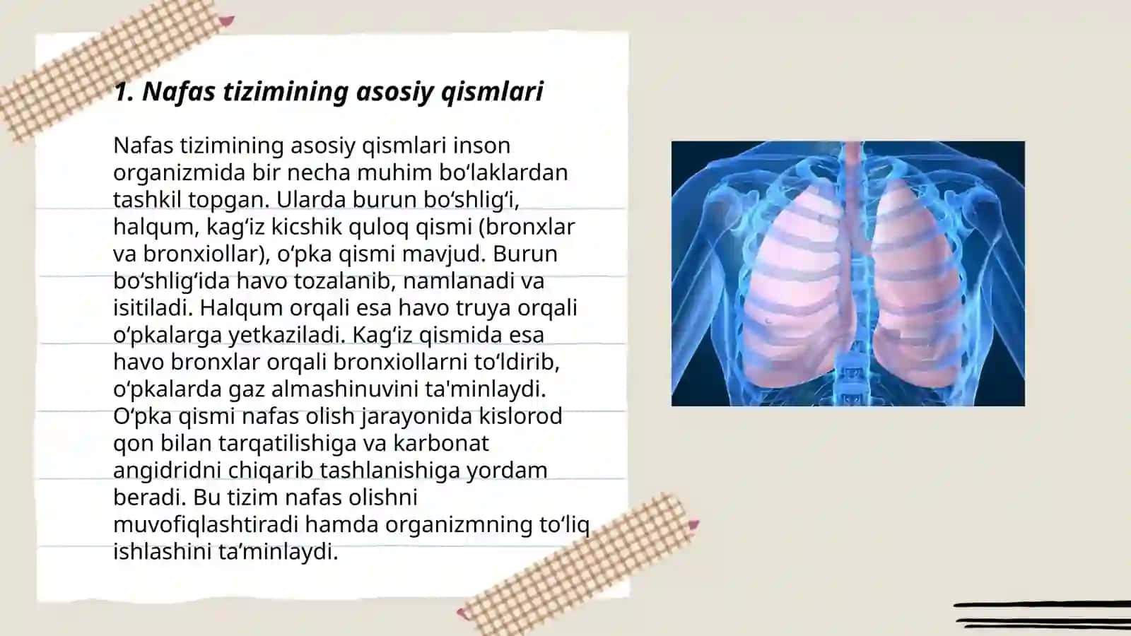 Nafas Tizimi Anatomiyasi va Fiziologiyasi 3