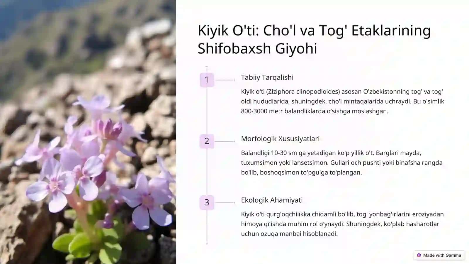 Kiyik O'ti: Cho'l va Tog' Etaklarining Shifobaxsh Giyohi 3