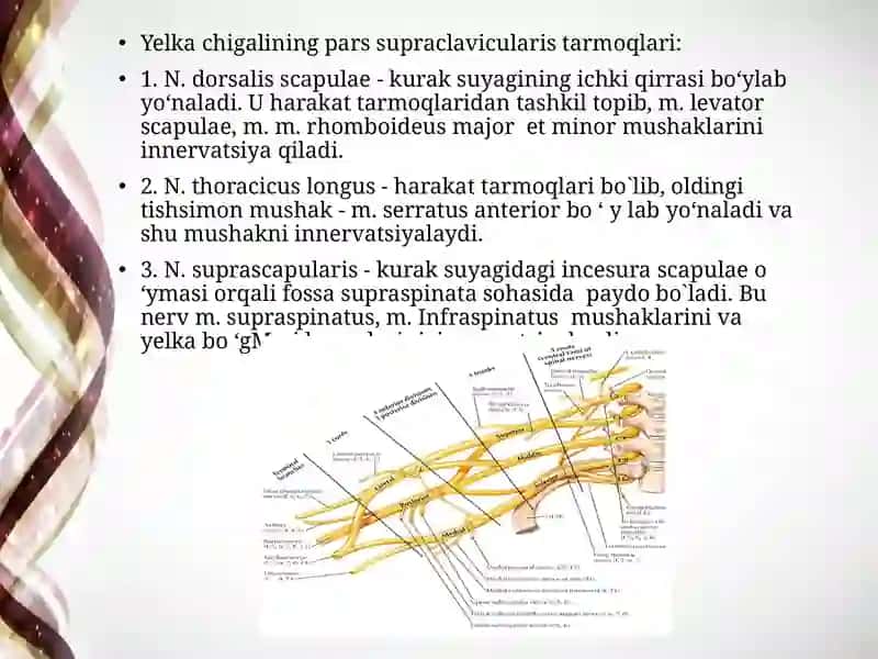 Yelka chigali 3