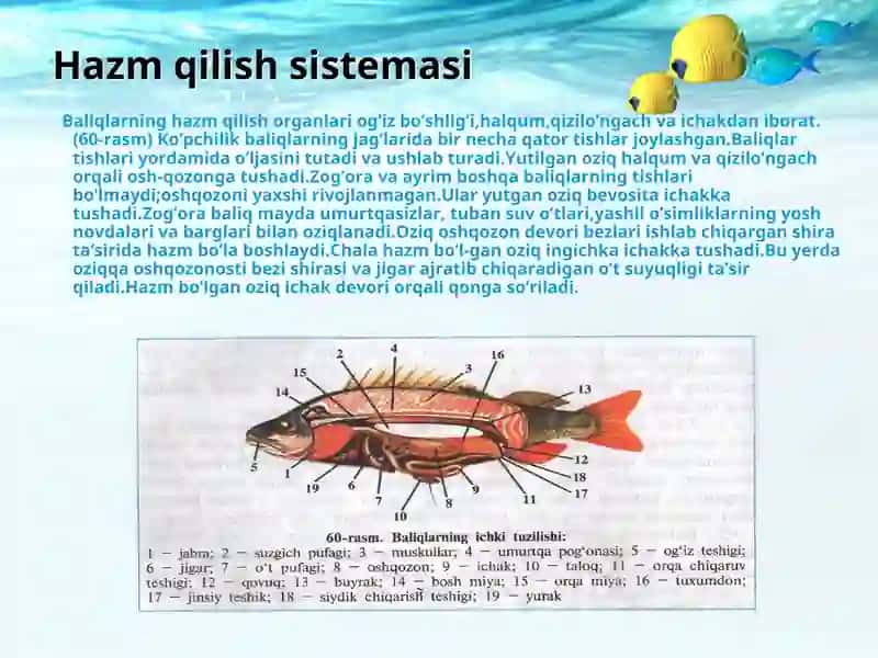 Baliqlarning ichki tuzilishi 3