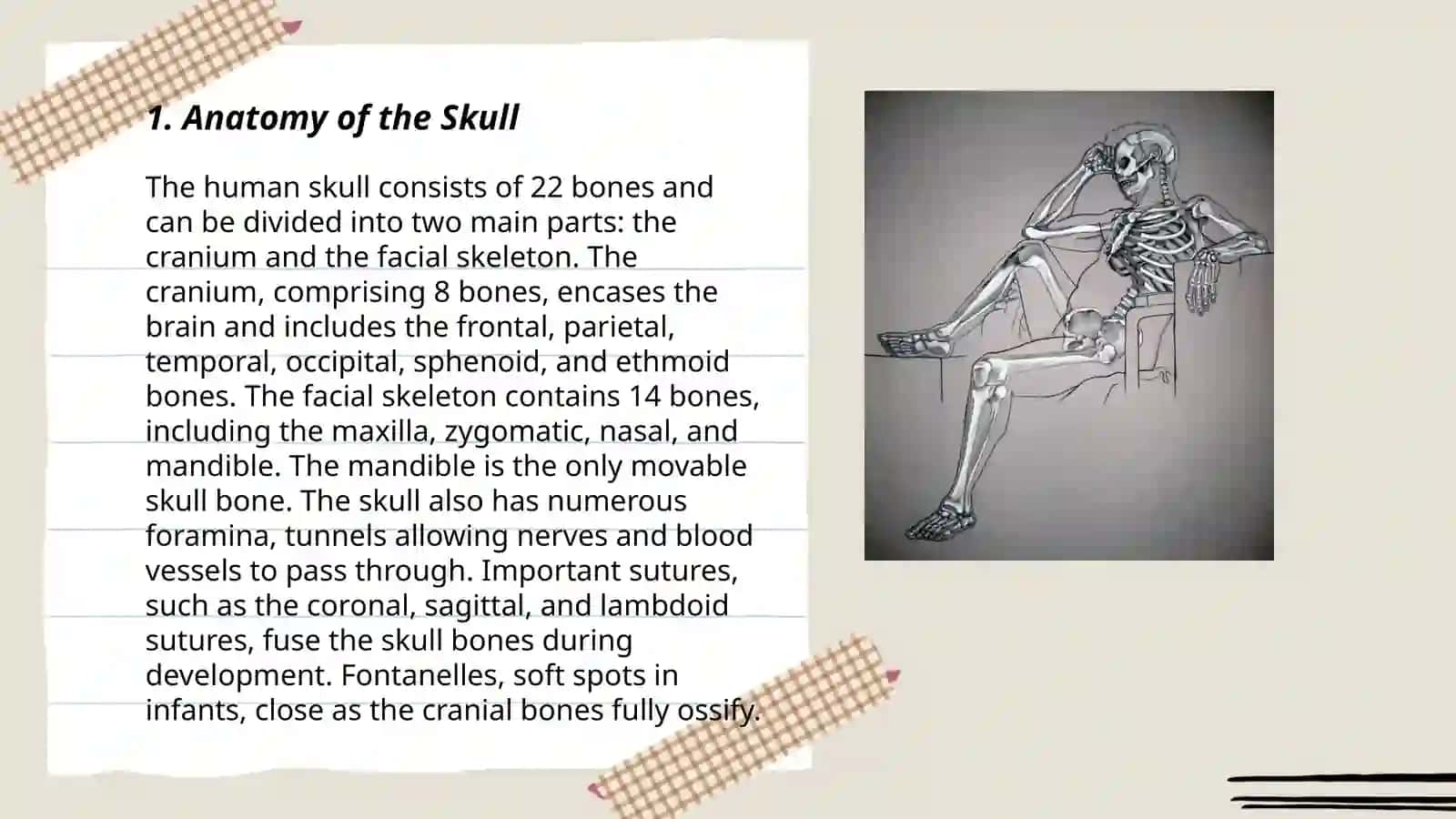 The human skeleton part 3