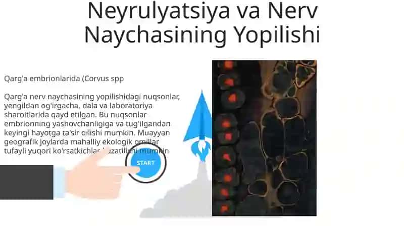 Qarğa qushining embrionining rivojlanishi 3
