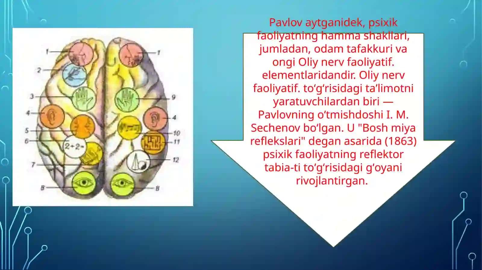 Oliy nerv faoliyati 3