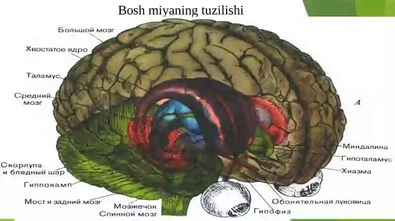BOSH MIYA NERVLARNING TUZILISHI. BOSH MIYA KATTA YARIM SHARLARI PO‘STLOG‘INING MIKROSKOPIK TUZILISHI. 3