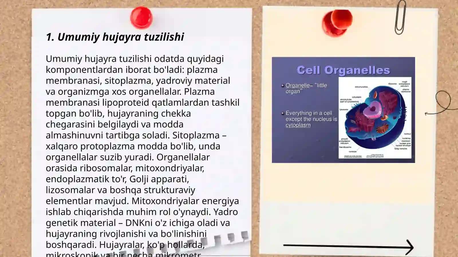 Hujayraning umumiy va maxsus organoidlari va ularning vazifalari 3