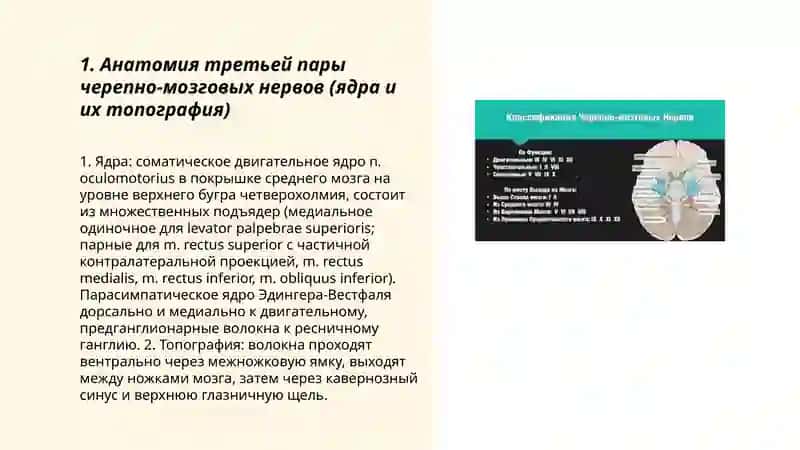 Третья пара черепно мозговых нервов 3