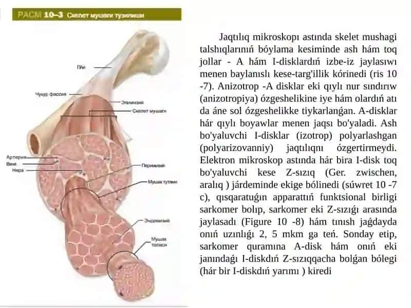 Bulshiq et bioximiyasi 3