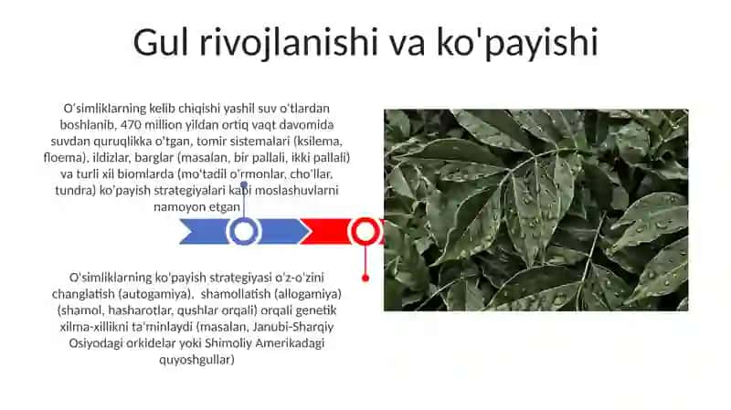 O'simliklarning kelib chiqishi va organlarining paydo bo'lishi 3