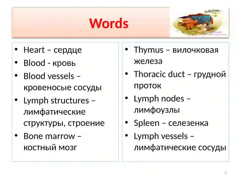 Thesystems of the humanbody 3