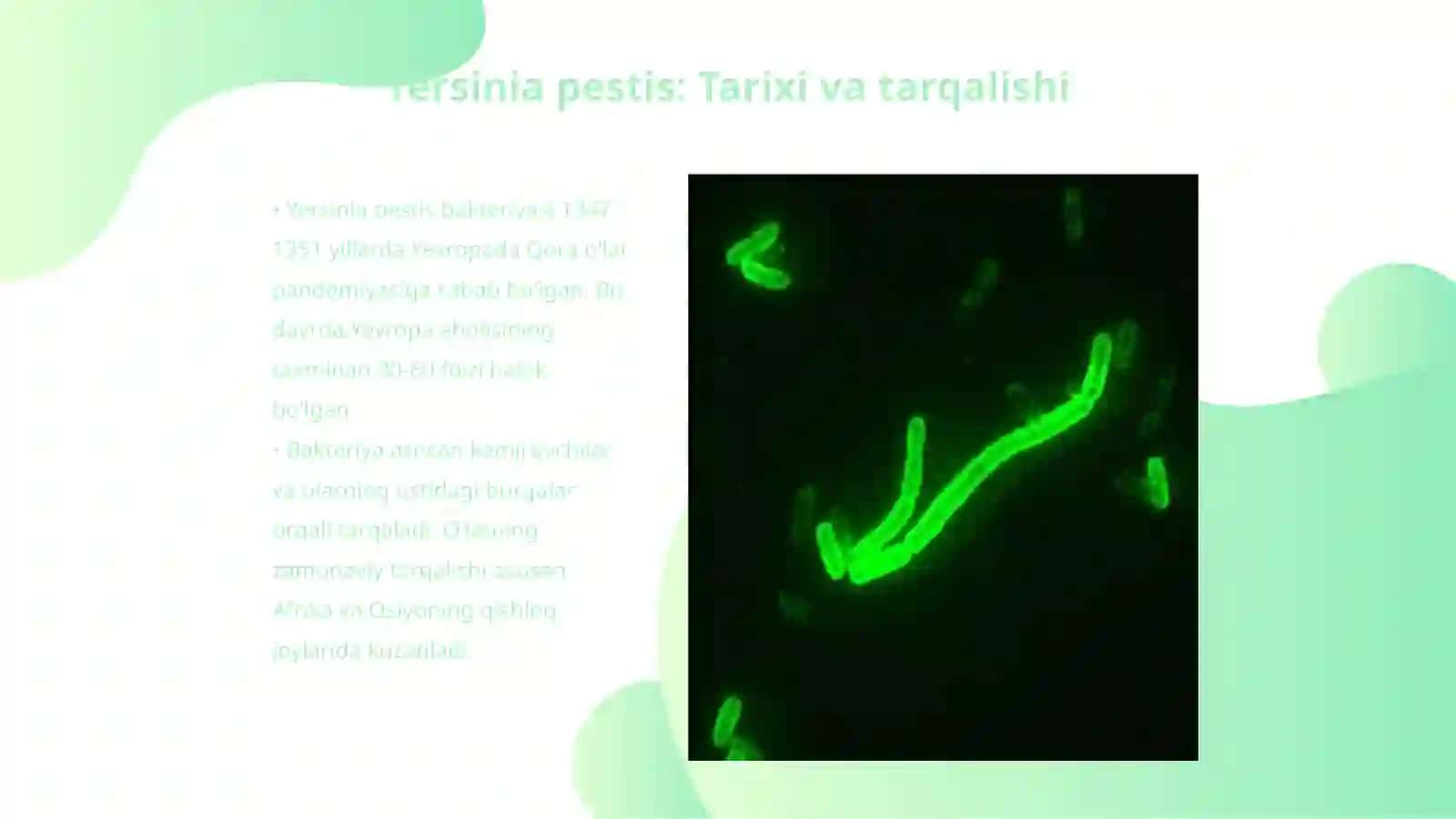 Yersinia pestis, Francisella tularensis keltirib chigargan kasalliklar patogenezi, laborator tashhisi 3