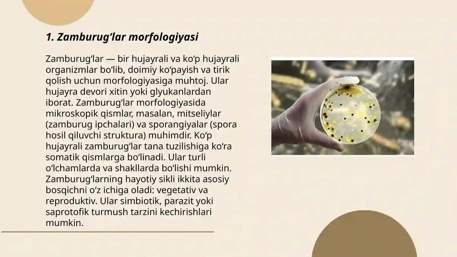 Zamburugʻlar morfologiyasi 3