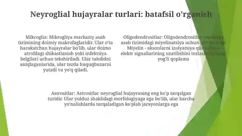 Neyrogliya Hujayralarining Xillari Va Funksiyalari 3
