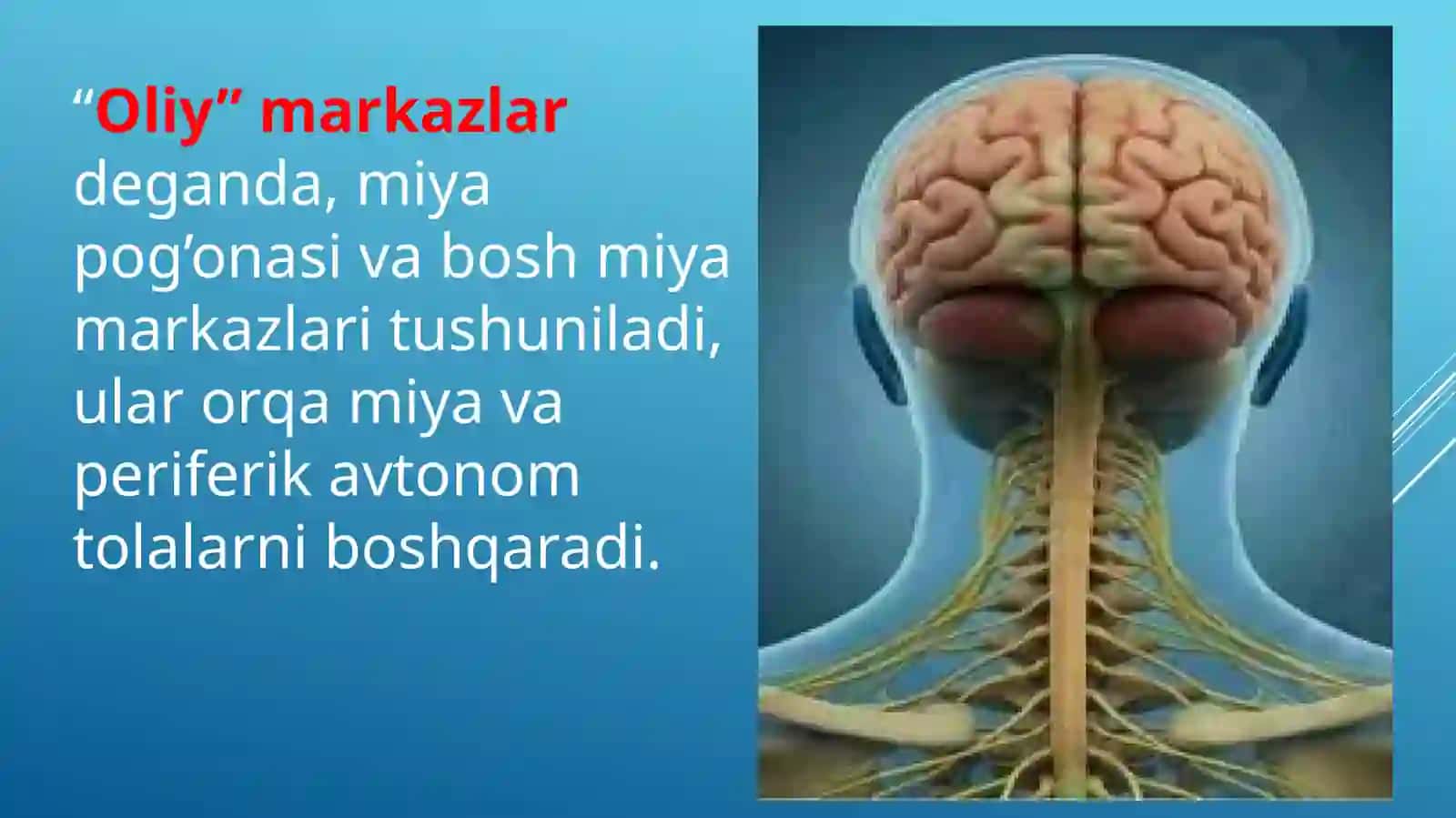 vegitativ oliy markazlar va ularning funktsional ahamiyati 3