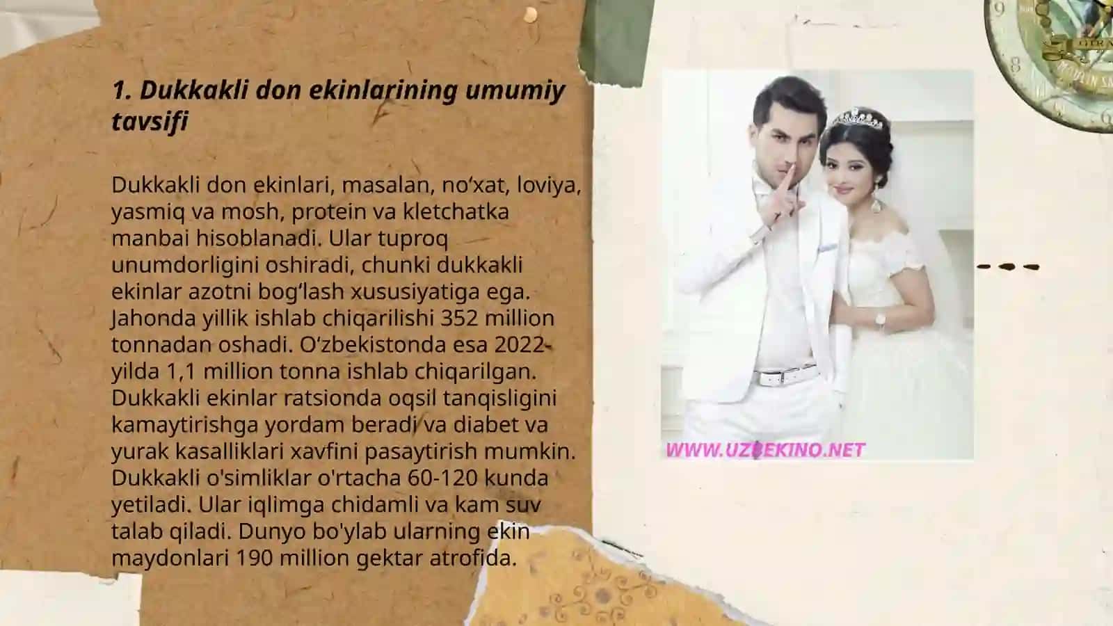 Dukkakli don ekinlarining zarar kunanadalari va ularga qarshi kurash 3