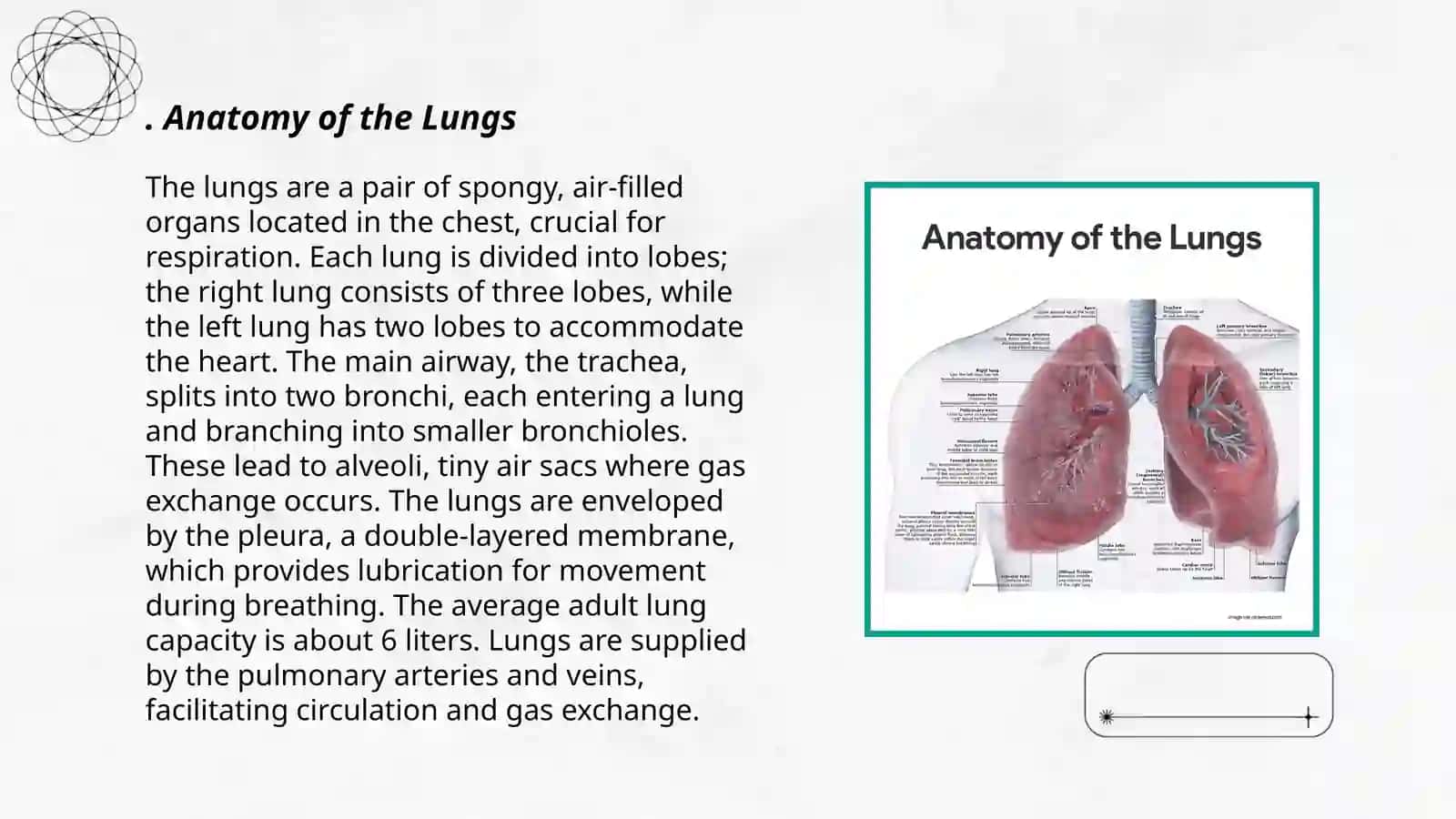 Anatomy of the Lungs 3