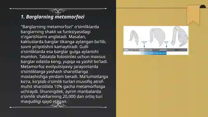 Barglarning metamorfozi 3