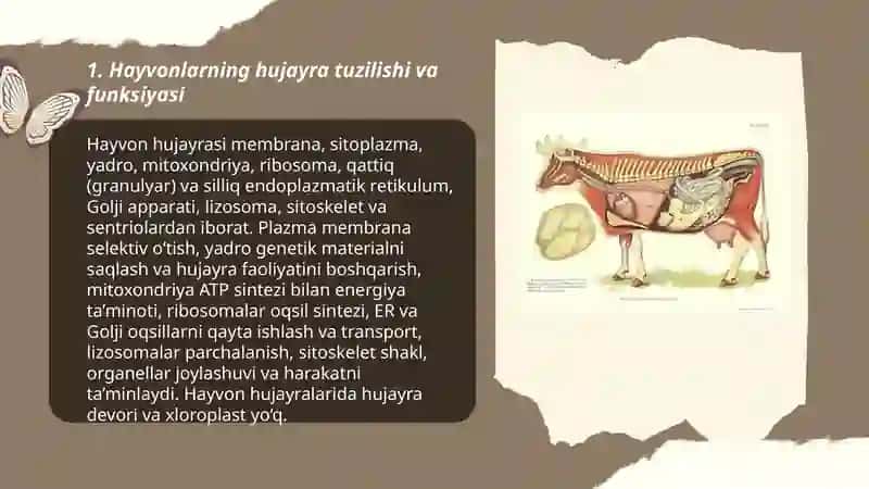 Hayvonlar anatomiyasi va fiziologiyasi 3