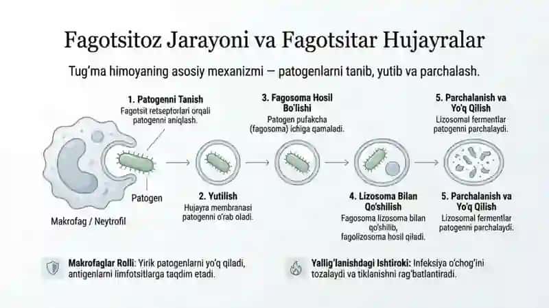 Organizmning patogen mikroorganizmga qarshi himoya usullari 3