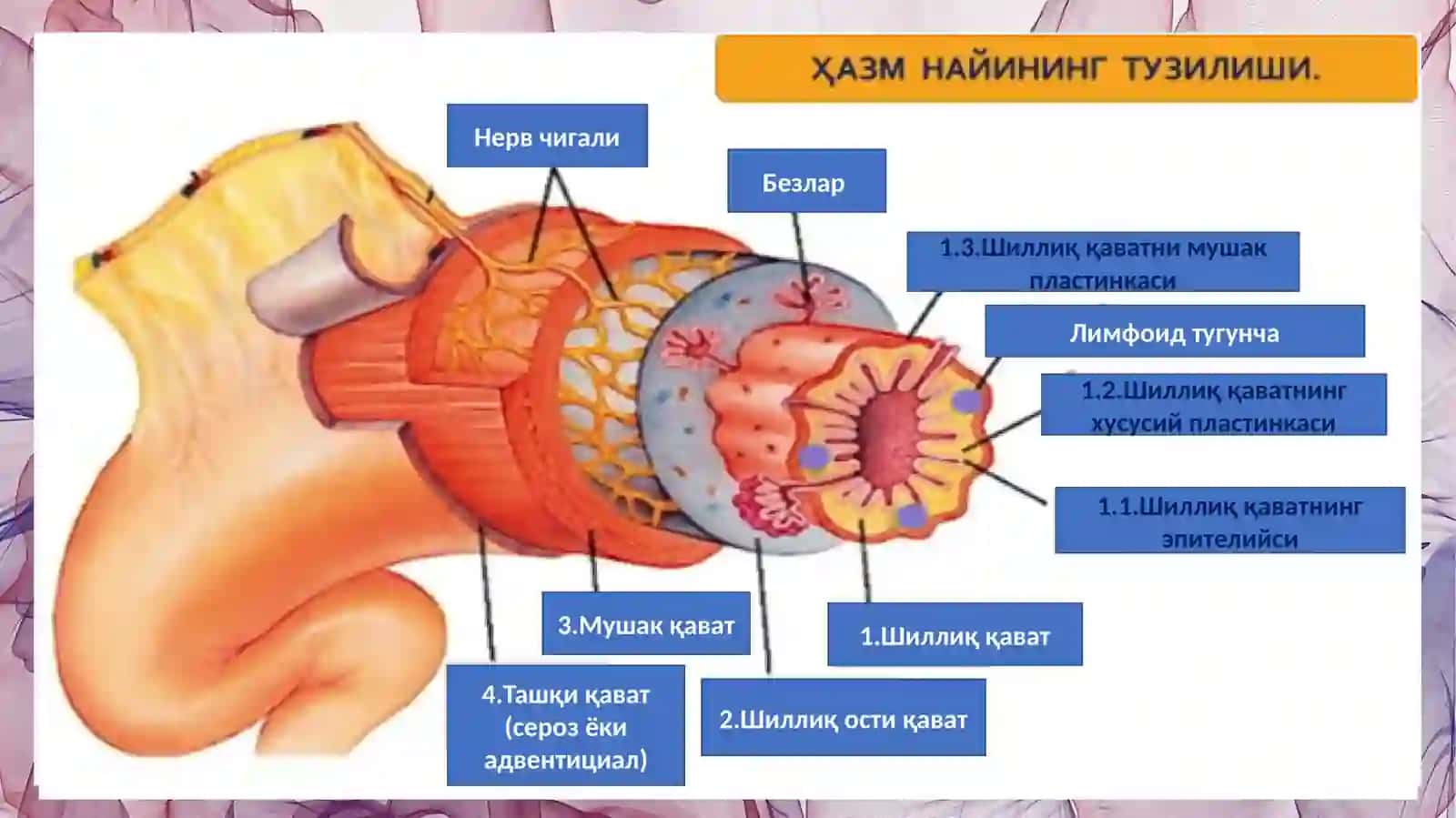 ИНГИЧКА ВА ЙЎҒОН ИЧАКНИ ГИСТОЛОГИК ТУЗИЛИШИ 3
