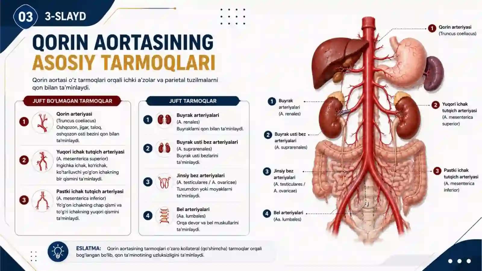 Qorin aortasini tarmoqlari, ichki aʼzolarni qon bilan taʼminlanishdagi jarrohlikdagi ahamiyati 3