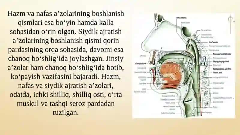 Ichki organlarning umumiy tavsifi, ularning klassifikatsiyasi va  funksiyasi. Ovqat hazm qilish organlarining tuzilishi 3