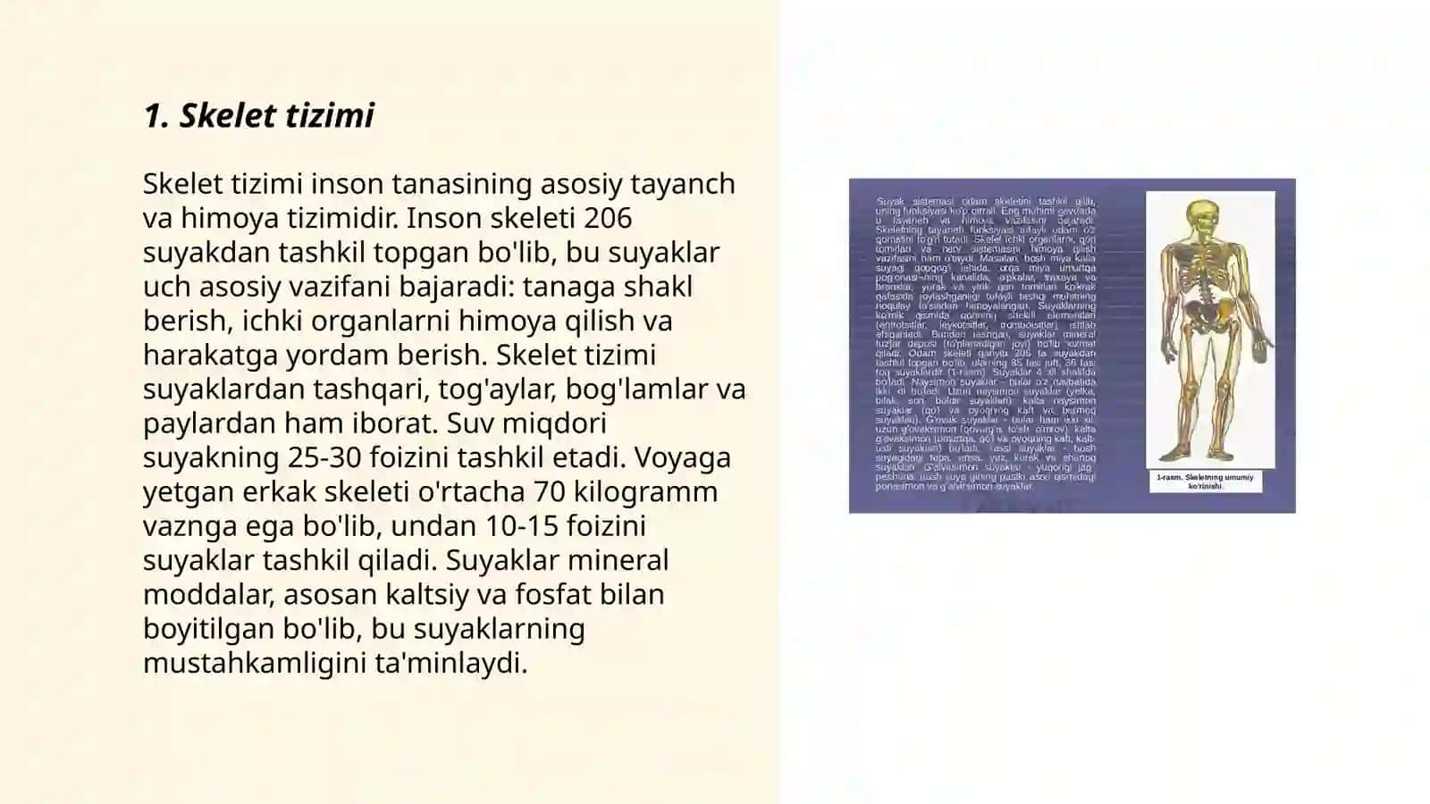 Skelet tizimi 3