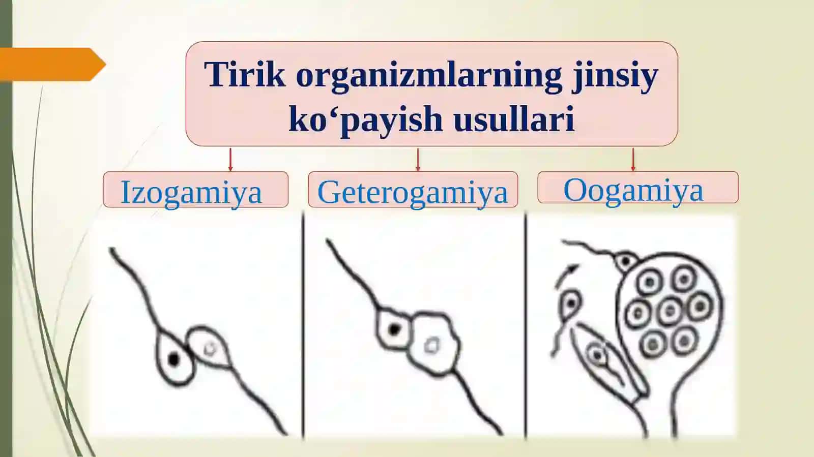 O`simliklarning generativ organlari filogenezi 3