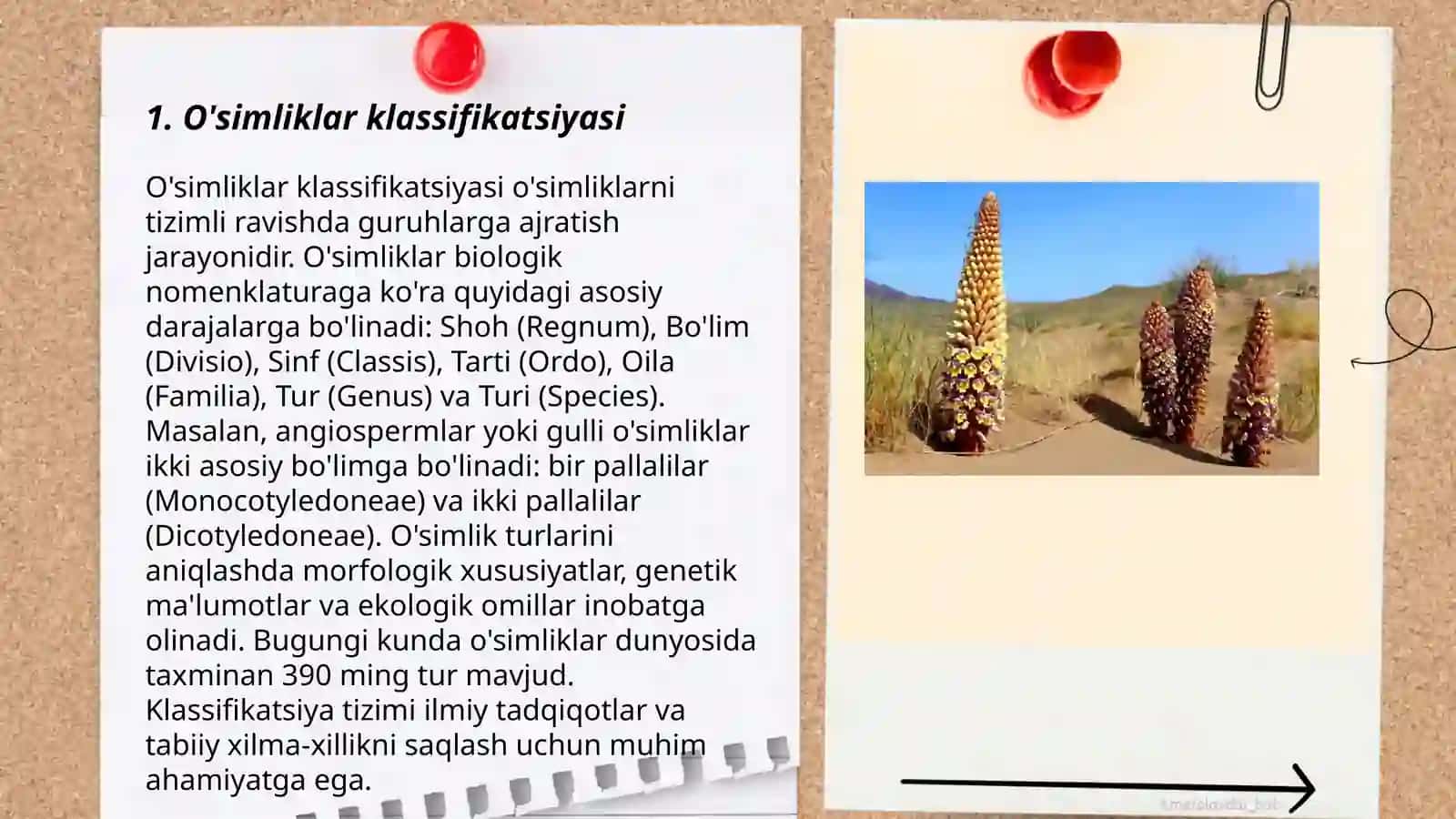 Osimliklar sistematikasi 3