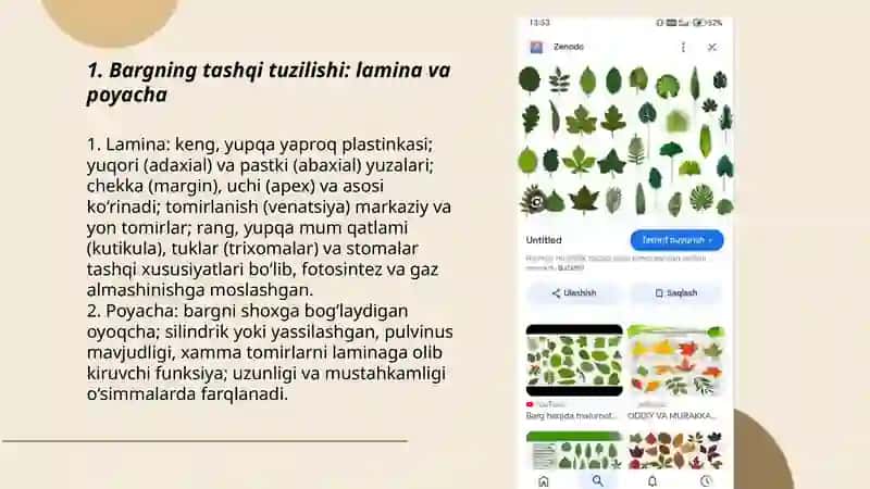 Bargning ichki va tashqi tuzilishi Ne'matova Oydina 3