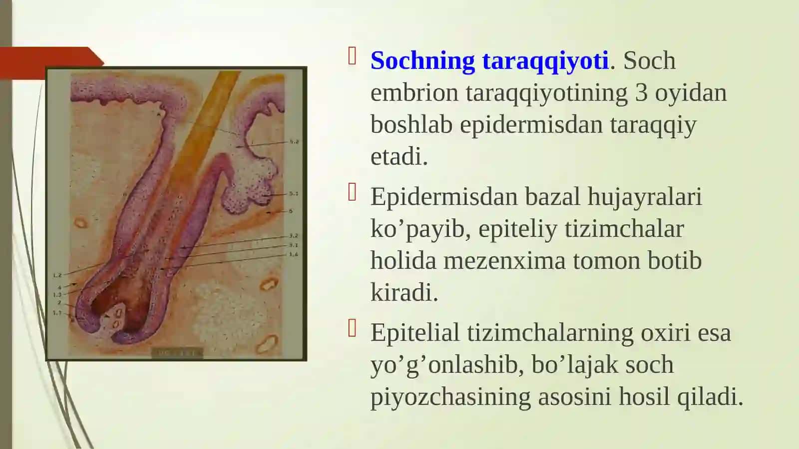 Soch folikulasining gistolotgik tuzilishi 3