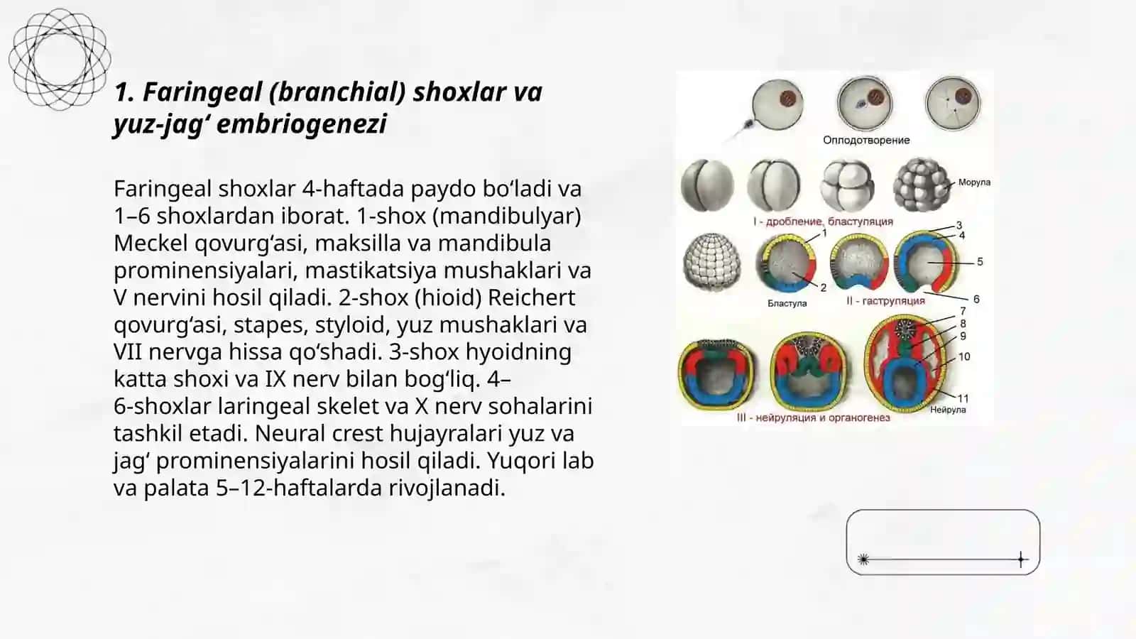 Faringeal (branchial) shoxlar va yuz‑jag‘ embriogenezi 3