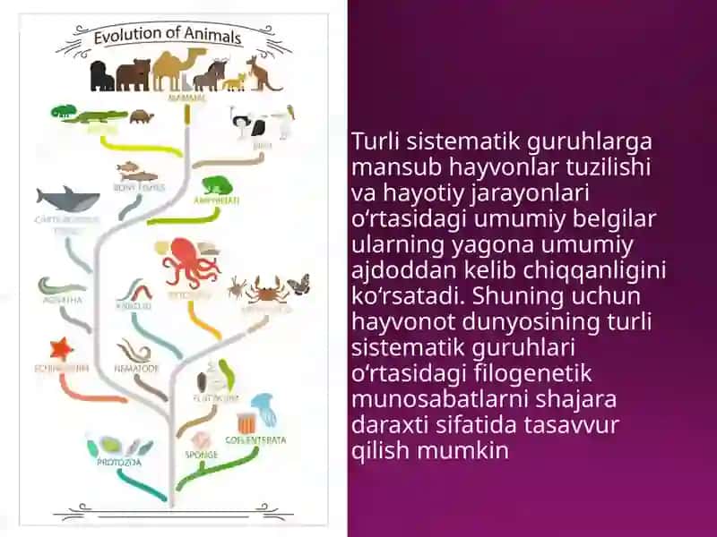 Hayvonotdunyosidagi evolutsiono‘zgarishlar 3