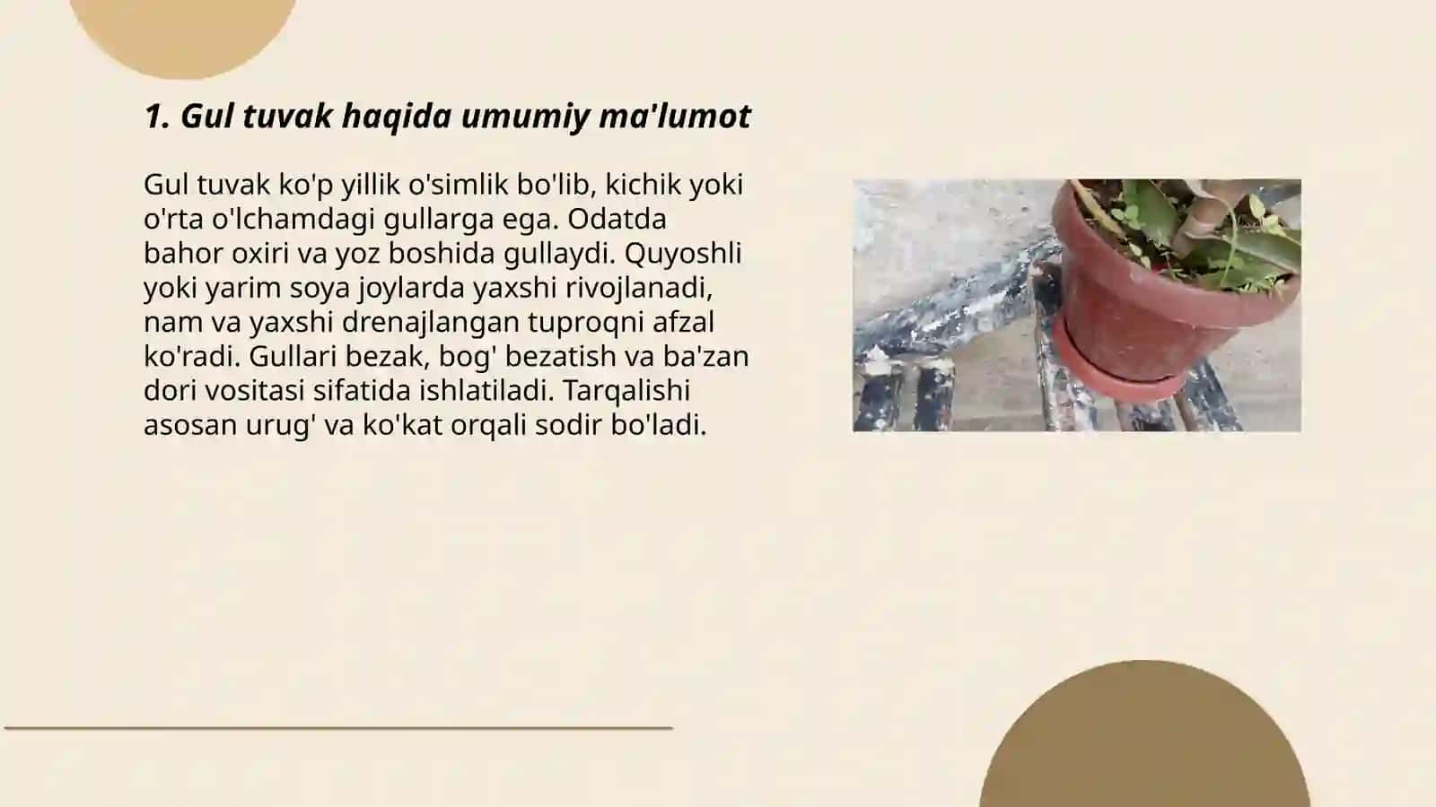 Gul tuvak haqida slayd 3
