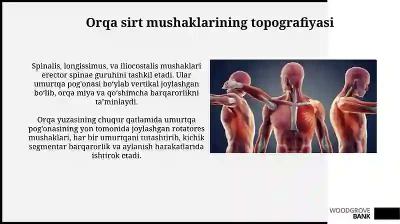 Orqa yuza va chuqur guruh mushaklari: funksional va topografik anatomiyasi 3