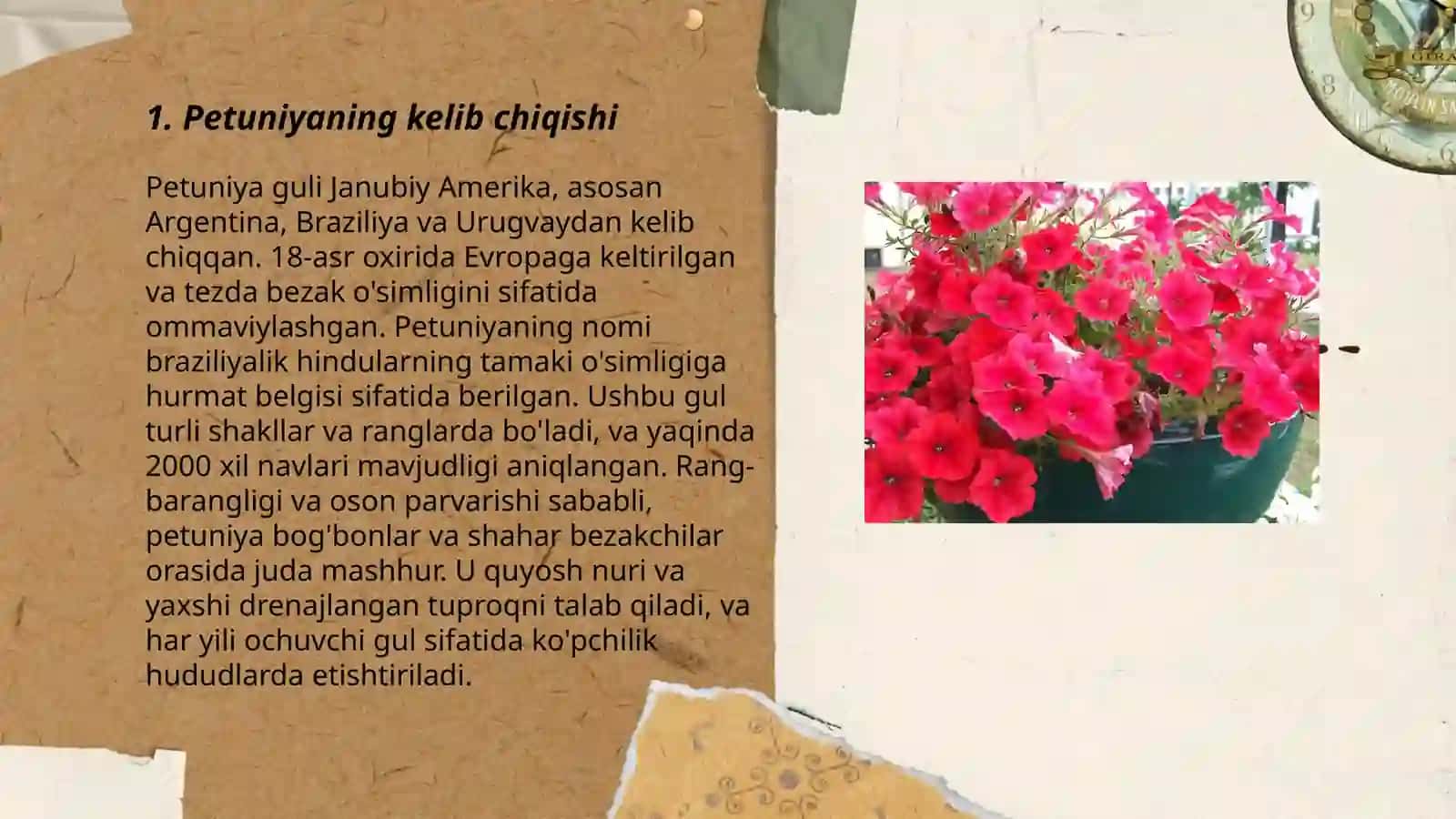 Petuniya guli 3