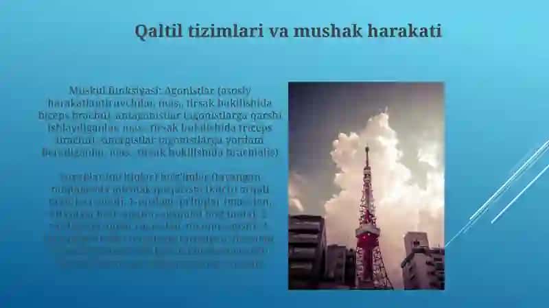Gavda muskullarining tuzilishi va birlashuvi va vazifasi 3