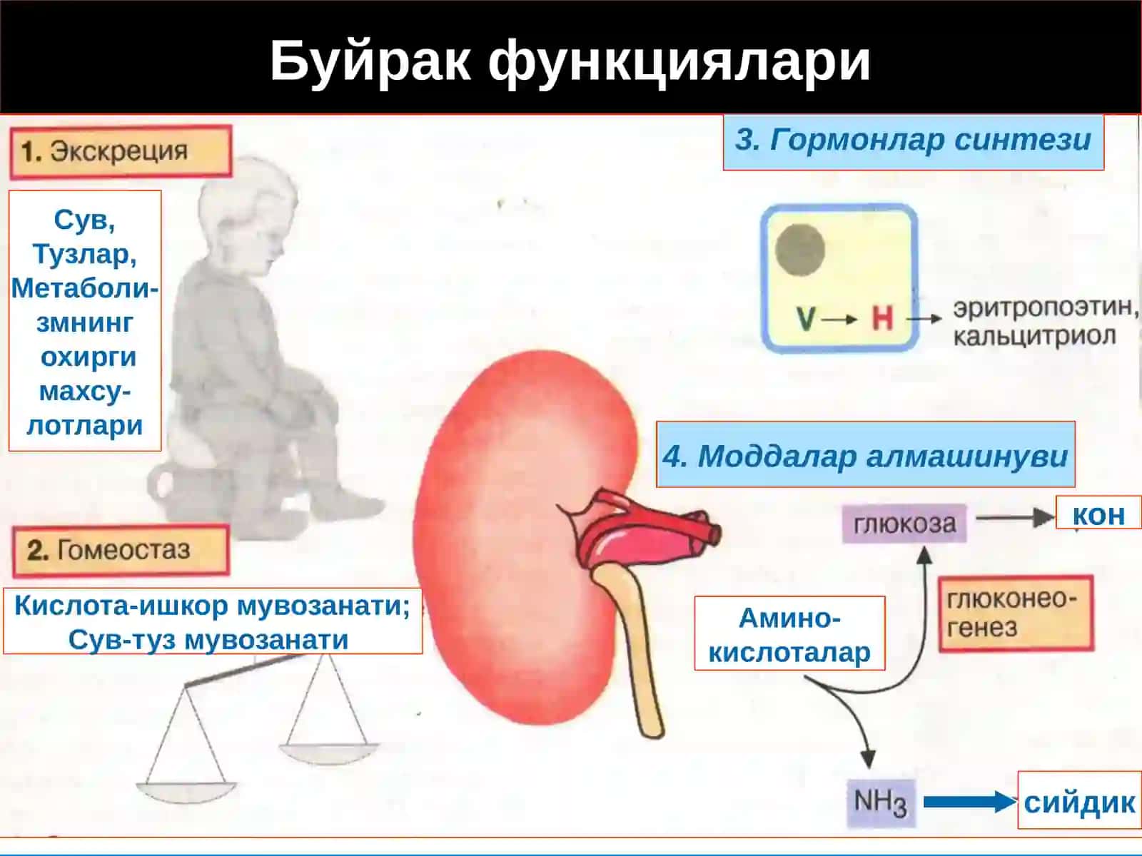 Буйрак патофизиологияси 3