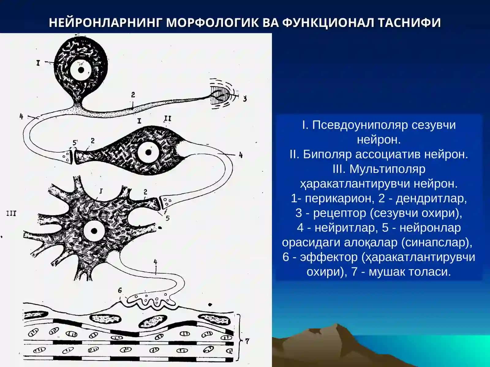 Гистология кафедраси 3