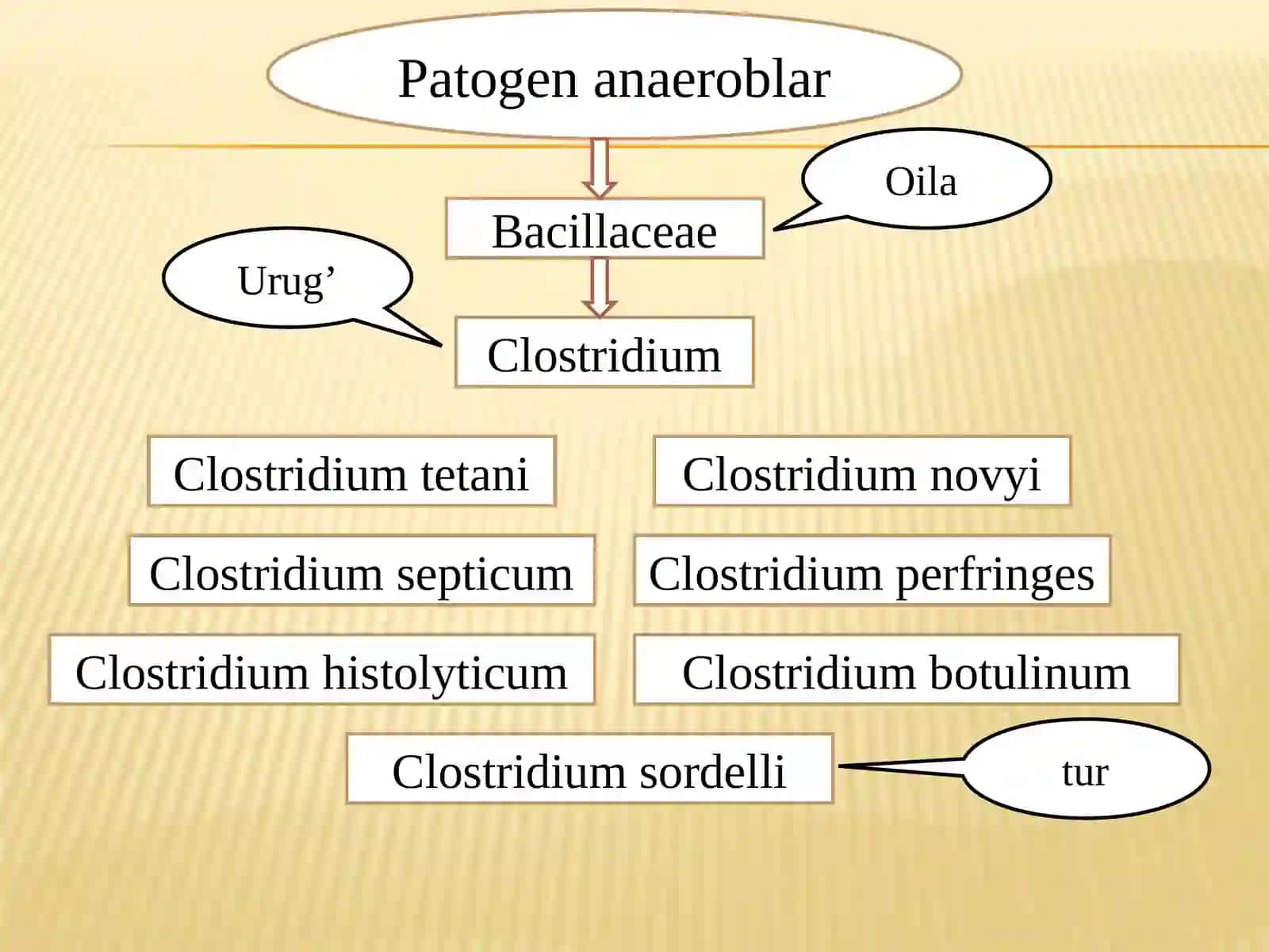 Patogen anaeroblar. Qoqshol, gazli gangrena qoʼzgʼatuvchilari va ularning biologik xususiyatlari 3