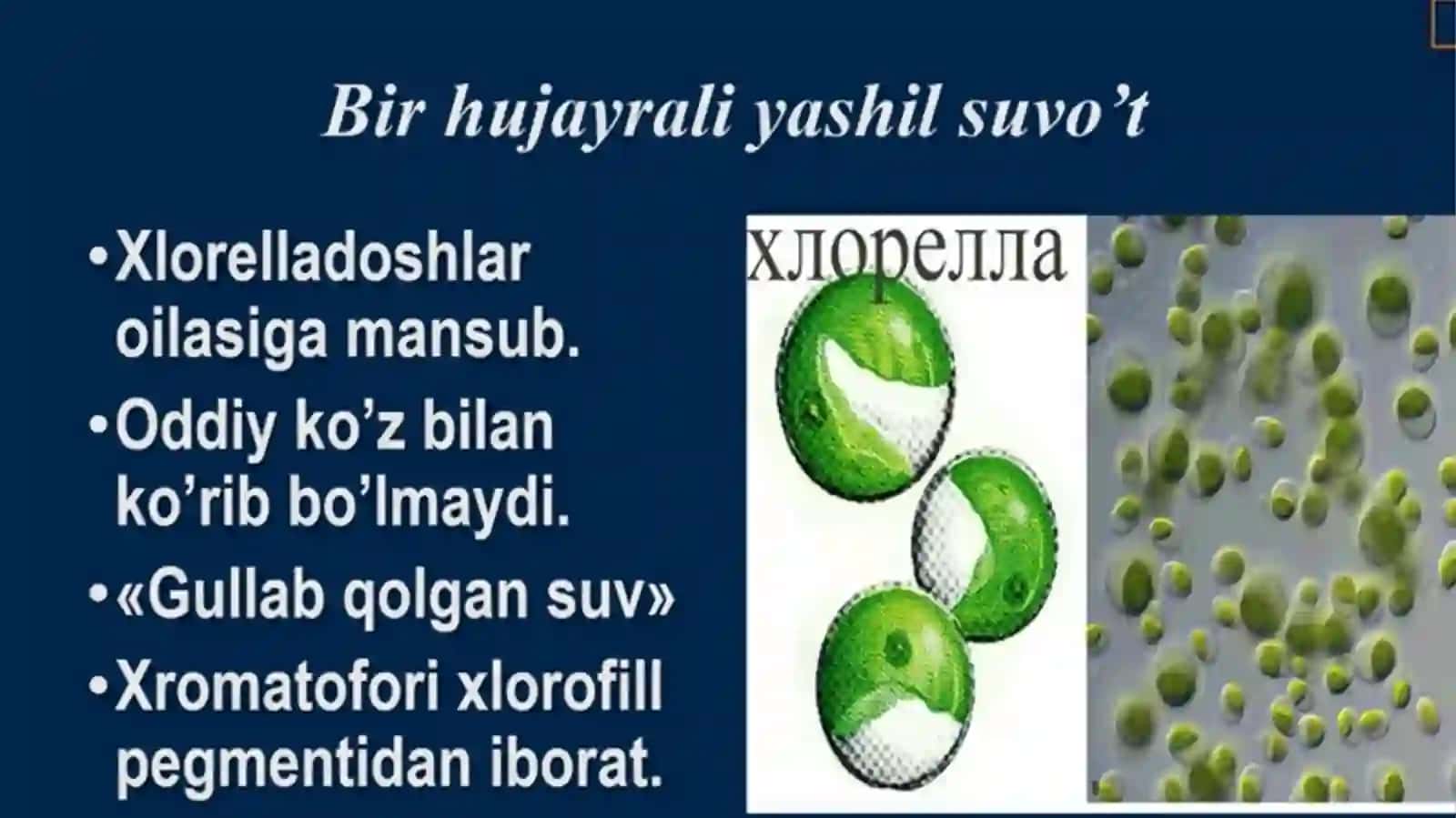 BIR HUJAYRALI VA KO’P HUJAYRALI SUV O’TLAR 3