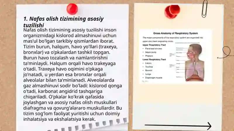 Nafas olish tizimining tuzilishi, yosh xususiyatlari va gigiyenasi 3
