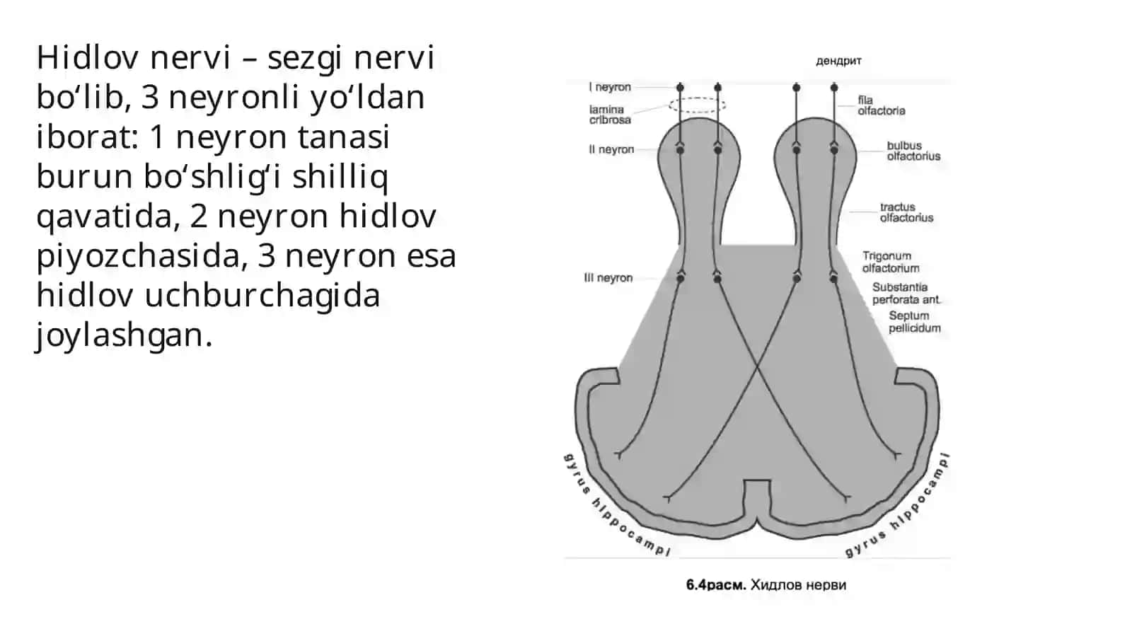 Hidlov Nervi 3