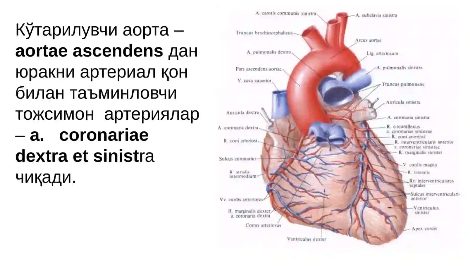 Юрак анатомияси 3