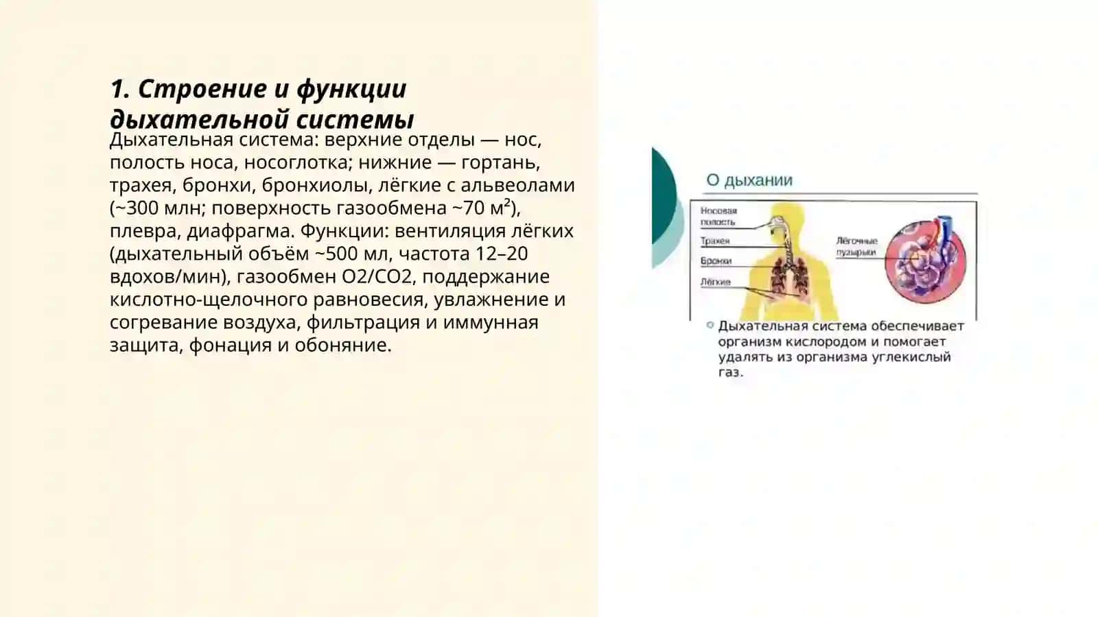 Система органов дыхания система кровообращения 3