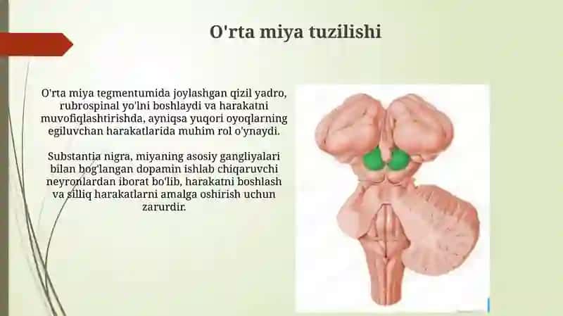 O'rta miya va Oraliq miya tuzilishi va yoshga qarab o'zgarishi. Gipotalamus. III-qorincha 3
